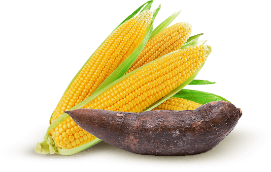 Milho e Mandioca